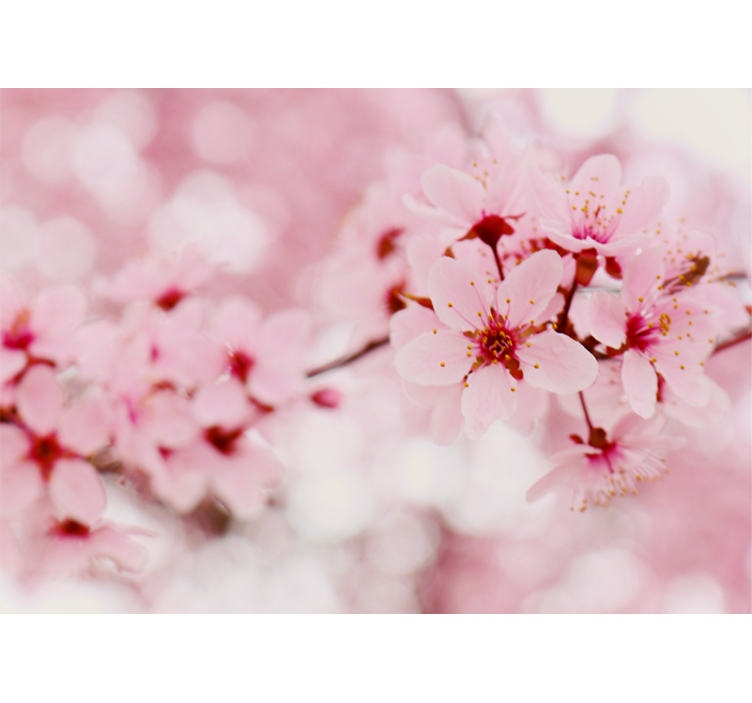 Cherry Blossom Elegance blind flowers and plants - TenStickers