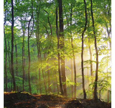 Tree blind natural light in the forest - TenStickers