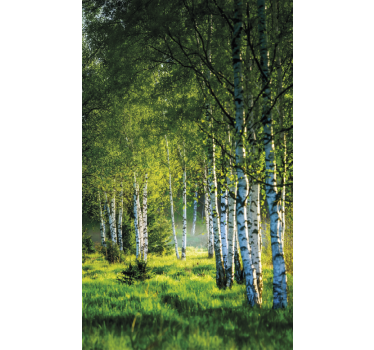 Tree blind birch grove contemporary - TenStickers