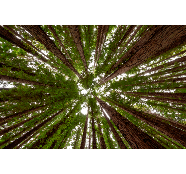 Tall canopy design tree blind - TenStickers