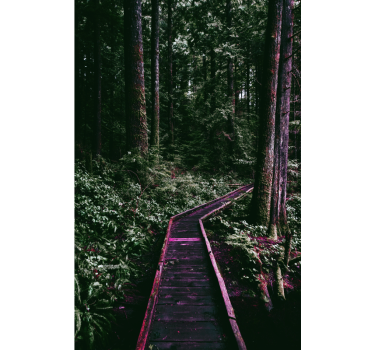 Forest Pathway tree blind - TenStickers