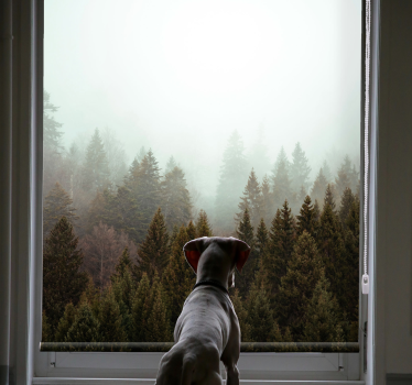 Misty Forest View tree blind - TenStickers