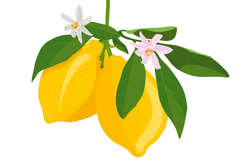 Original placemats lemon branch design - TenStickers