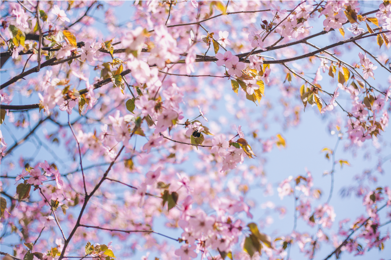 Textured placemats blooming cherry blossom - TenStickers