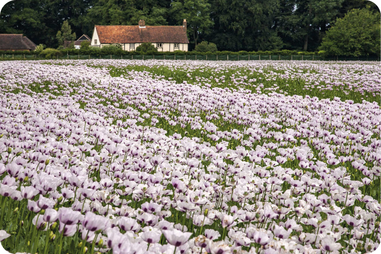 Original placemats lavender flower field - TenStickers