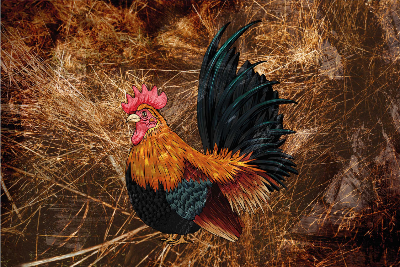 Original placemats vibrant rooster design - TenStickers