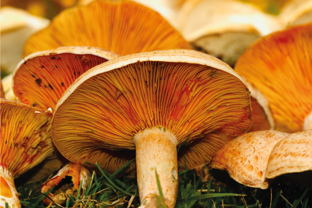 Original placemats mushrooms and ramen delight - TenStickers