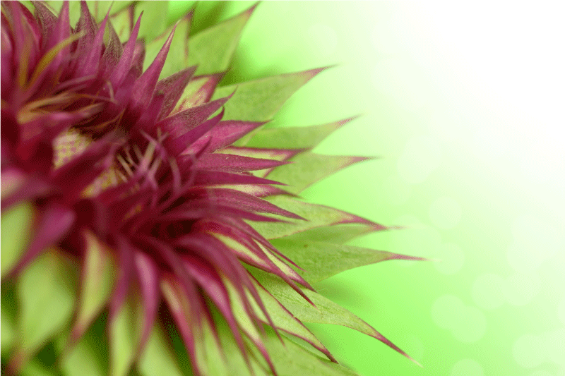 ThistleThistle is a prickly flowering plant of the daisy family.  - TenStickers