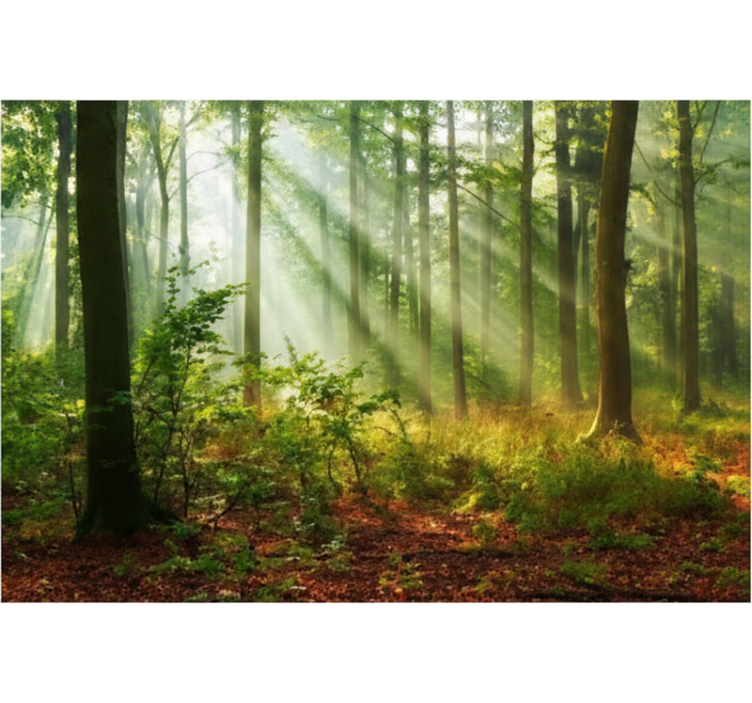 Forest wall mural sunlit morning grove - TenStickers