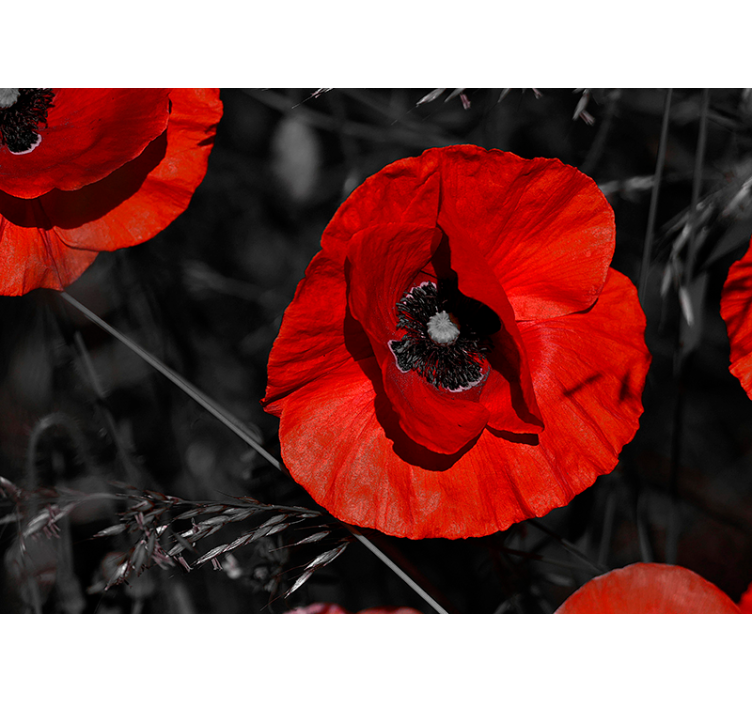 Blossom Poppy Flower Wall Mural - TenStickers