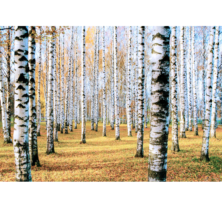 Birch tree photo wall mural - TenStickers