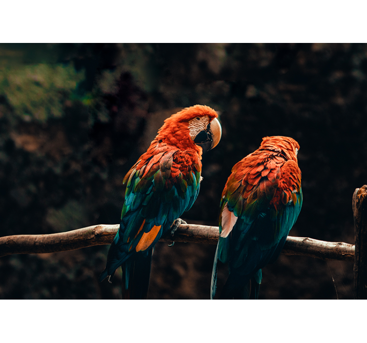 Colorful parrots wall mural - TenStickers