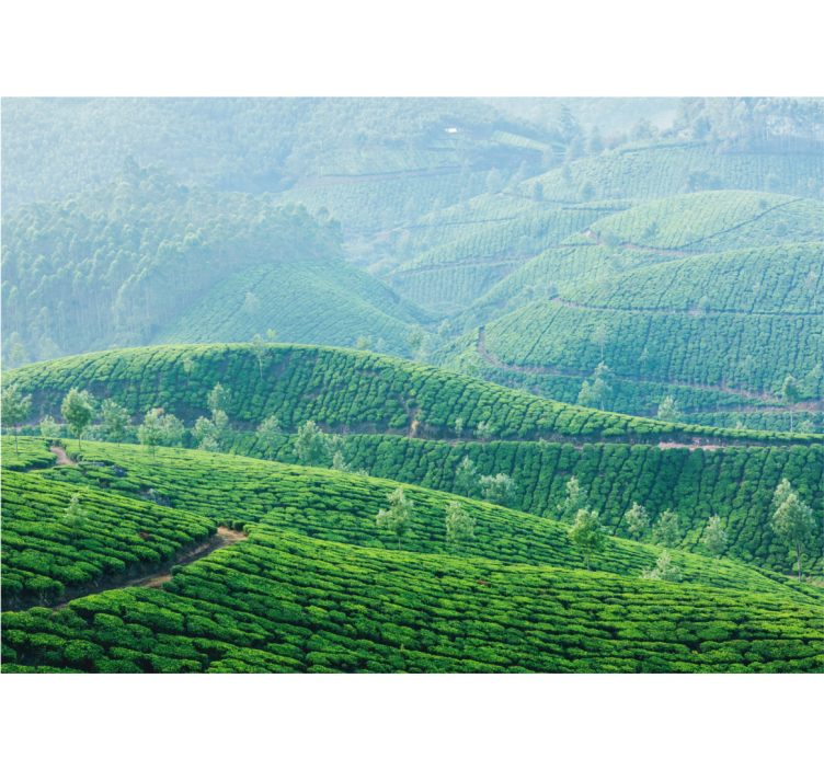 Tea plantation hills landscape wall mural - TenStickers