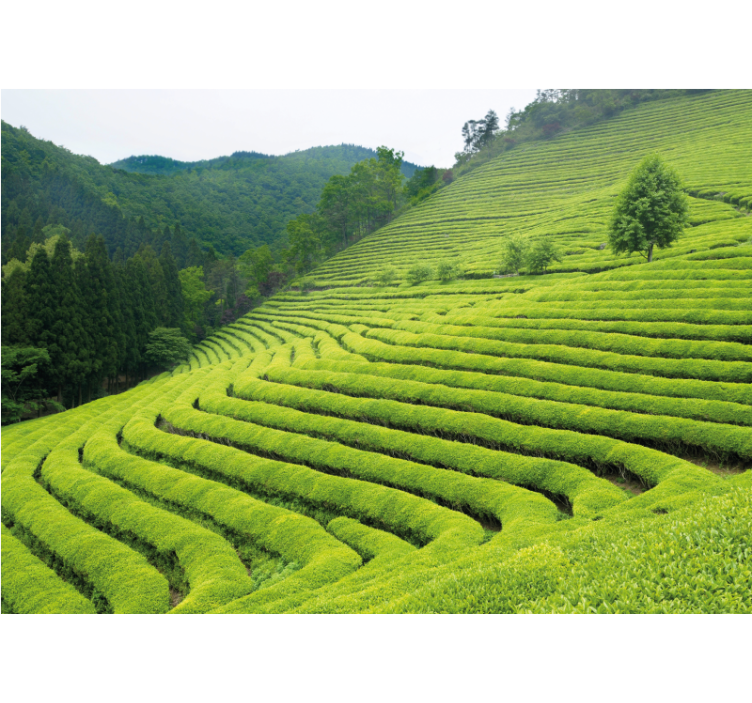 Wall mural nature tea estate scenery - TenStickers