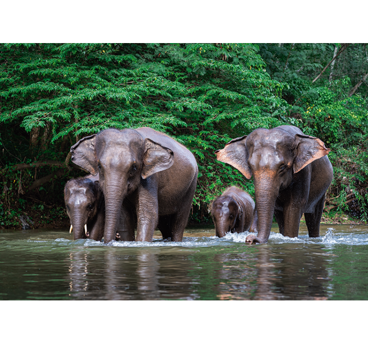 Elephants in Water animals wall mural - TenStickers
