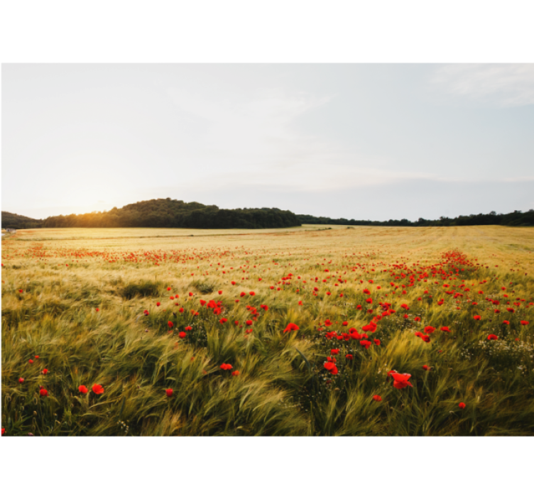 Moon field at sunset Poppy Wall Mural - TenStickers