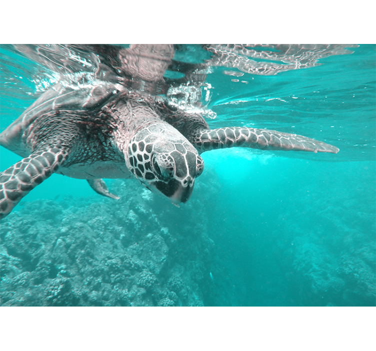 Sea turtles in the sea  wall mural - TenStickers