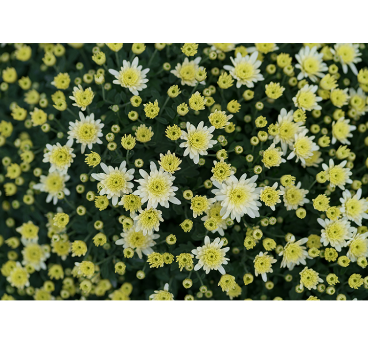 Flower wall mural blooming yellow flowers - TenStickers