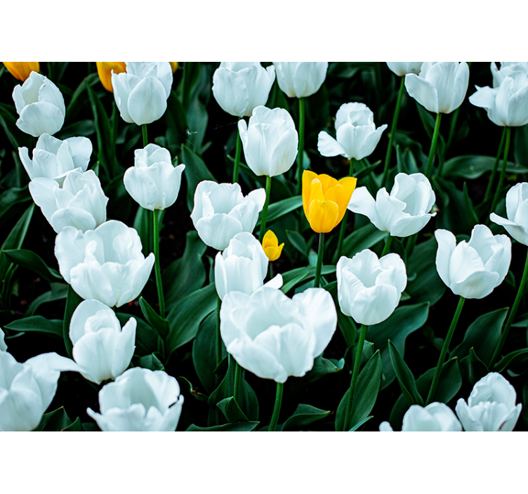 White Tulips Bloom flower wall mural - TenStickers