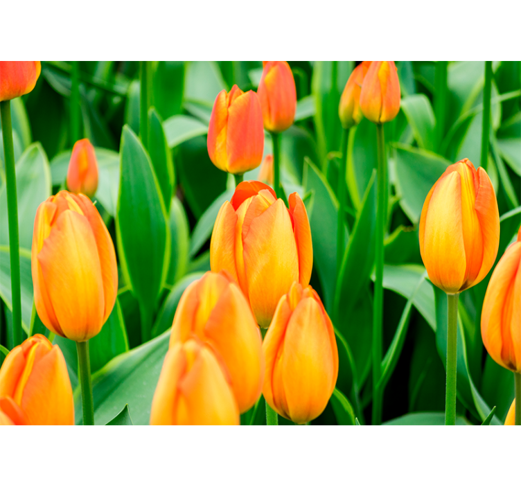 Tulips wall mural tulip blooms in abundance - TenStickers