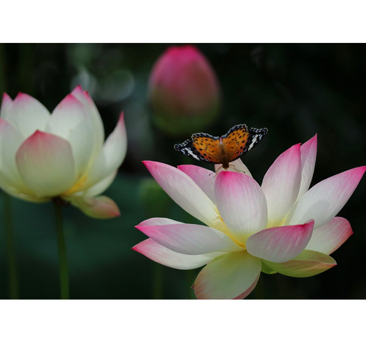 Bright loto flower with butterflies wall mural - TenStickers