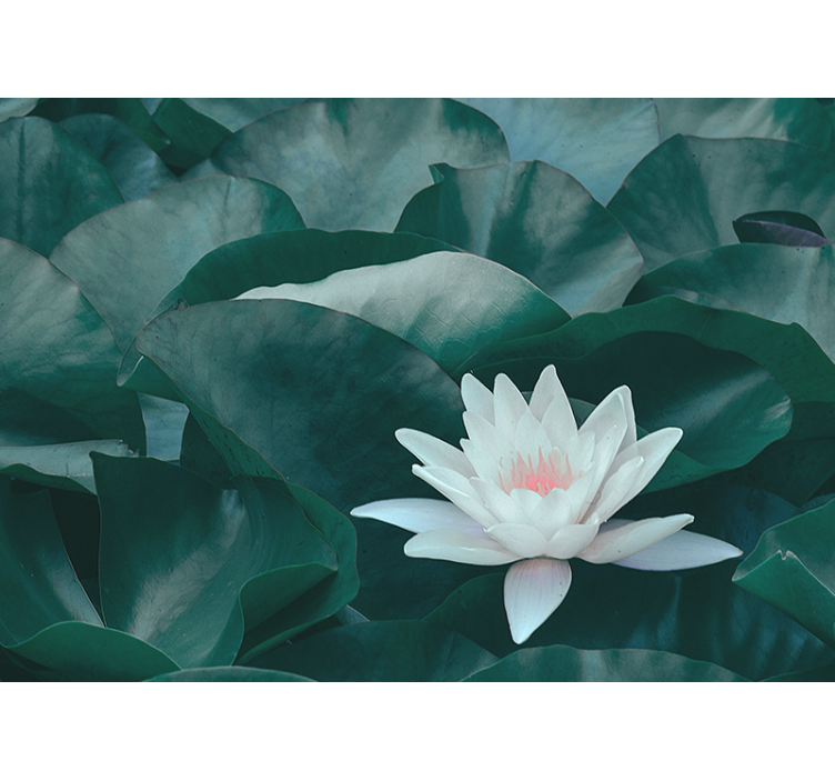 Zen white lotus flower wall mural - TenStickers