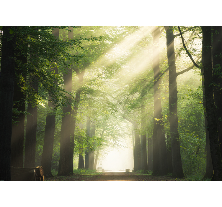 Tree with sun flash nature wall mural - TenStickers