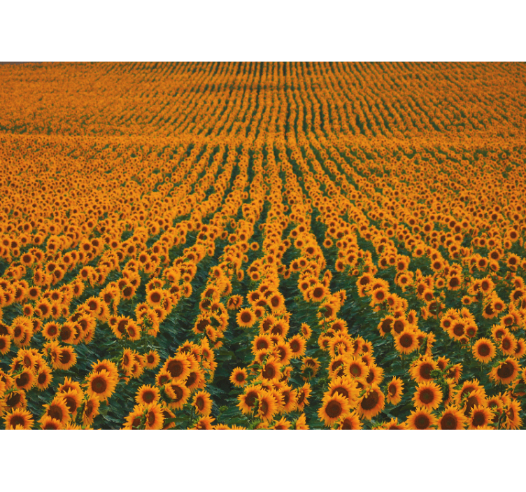 Flower wall mural sunflower field - TenStickers