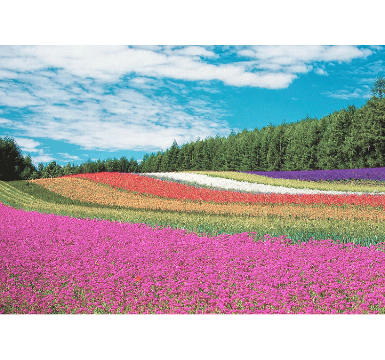 Very colourful flower field wall mural - TenStickers