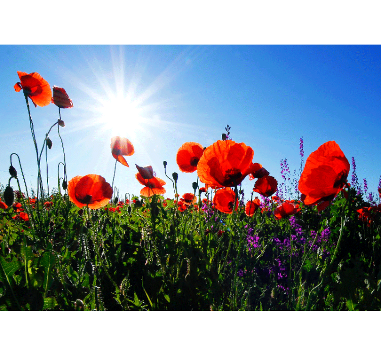 Sunny poppy field poppy wall mural - TenStickers