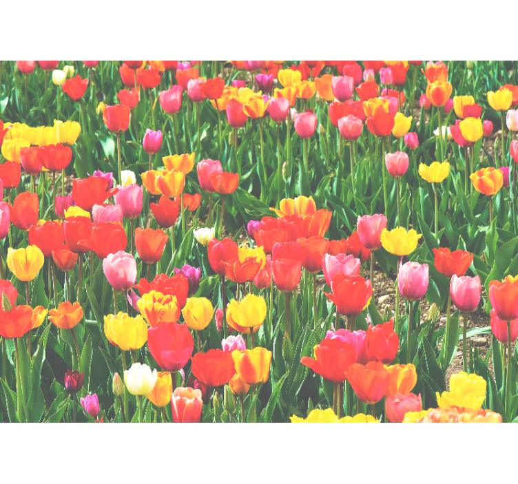 Flower wall mural tulip field blooms - TenStickers
