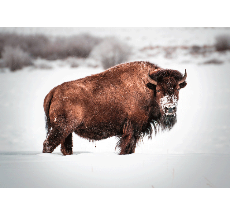 Animals wall mural majestic bison stance - TenStickers
