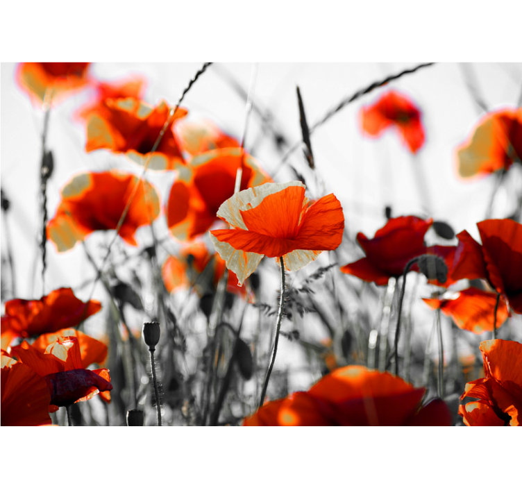 Poppy wall mural lively poppy meadow - TenStickers