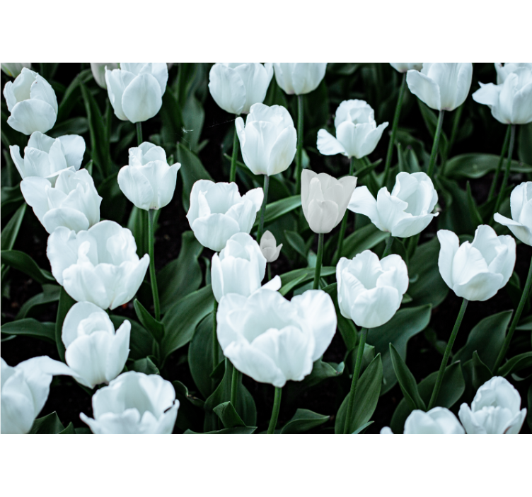 White tulips photo wall mural - TenStickers