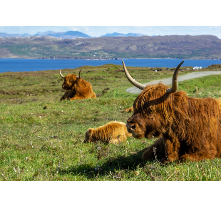 Highland cow group wall mural - TenStickers