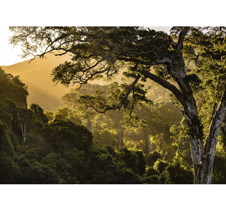 Wall mural nature verdant woodland scene - TenStickers