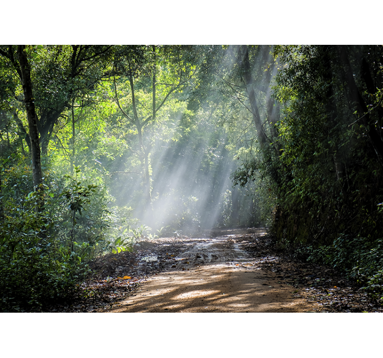 Light with sun Forest Wall Mural - TenStickers