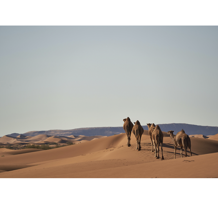 Desert wall mural desert camels - TenStickers