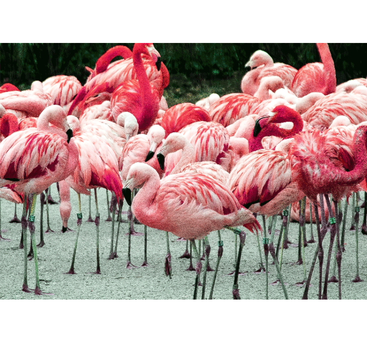 Animals wall mural flamingo flock - TenStickers