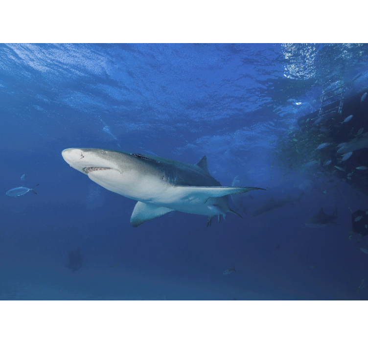 Animals wall mural majestic shark adventure - TenStickers