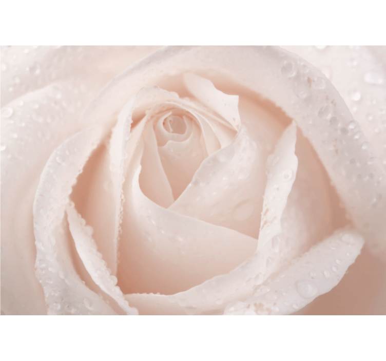 Beautiful white rose flower wall mural - TenStickers