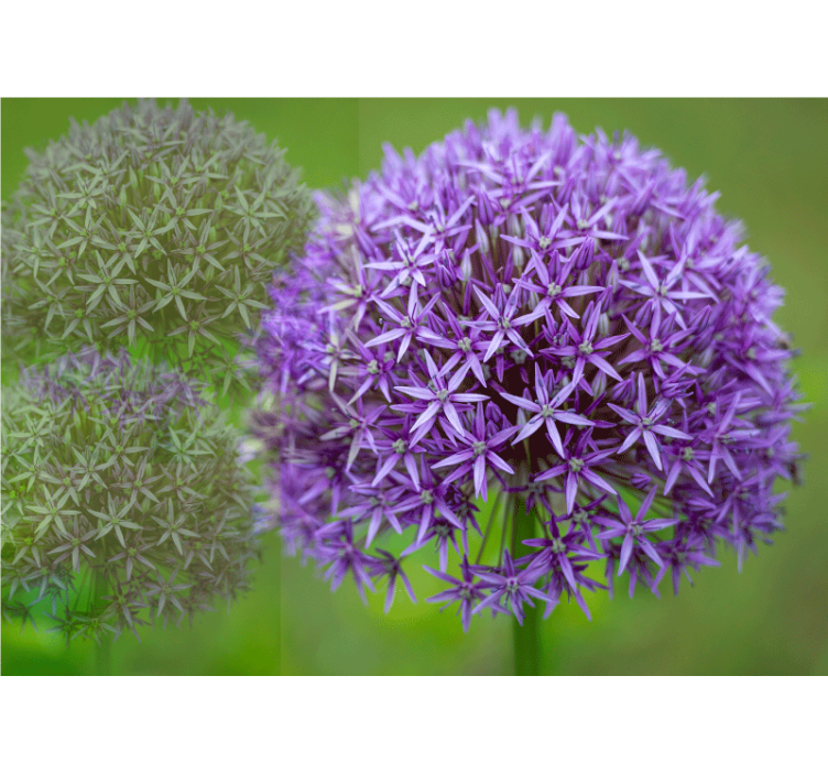 Poppy wall mural purple floral design - TenStickers