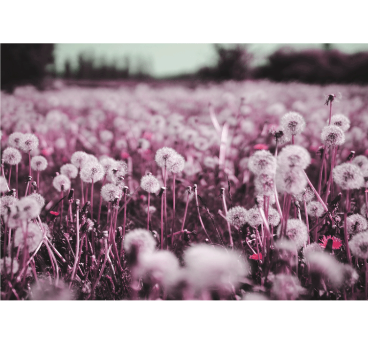 Purple field scene  dandelion wall mural - TenStickers