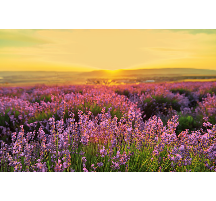 Flower wall mural lavender meadow dusk - TenStickers