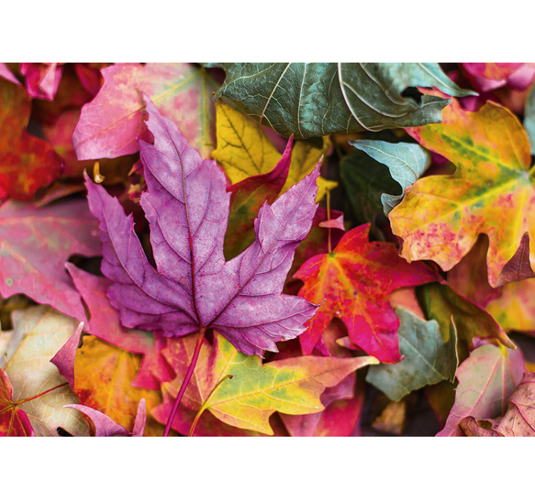 Flower wall mural colorful leaf designs - TenStickers