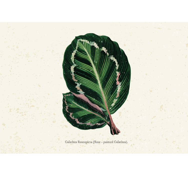Flower wall mural calathea leaf design - TenStickers