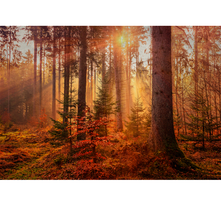 Forest wall mural radiant forest illumination - TenStickers