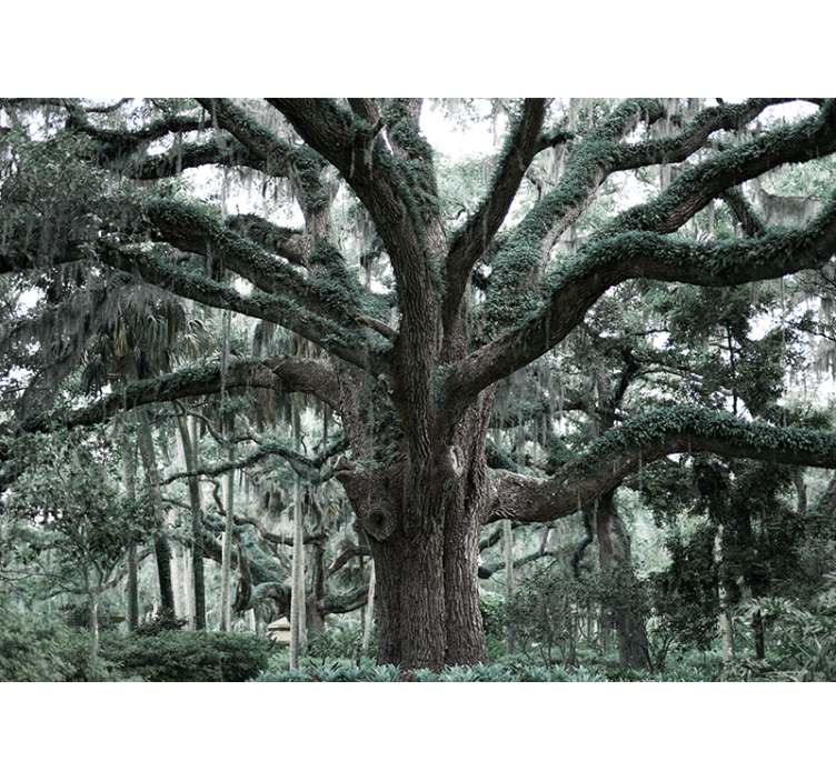 Majestic oak branches wall mural trees - TenStickers