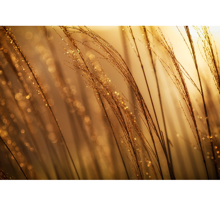 Warm colored pampasgrass nature wall mural - TenStickers