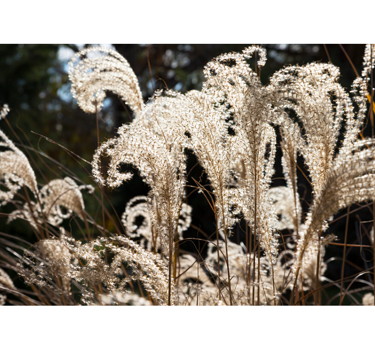 Flower wall mural elegant pampas grass - TenStickers